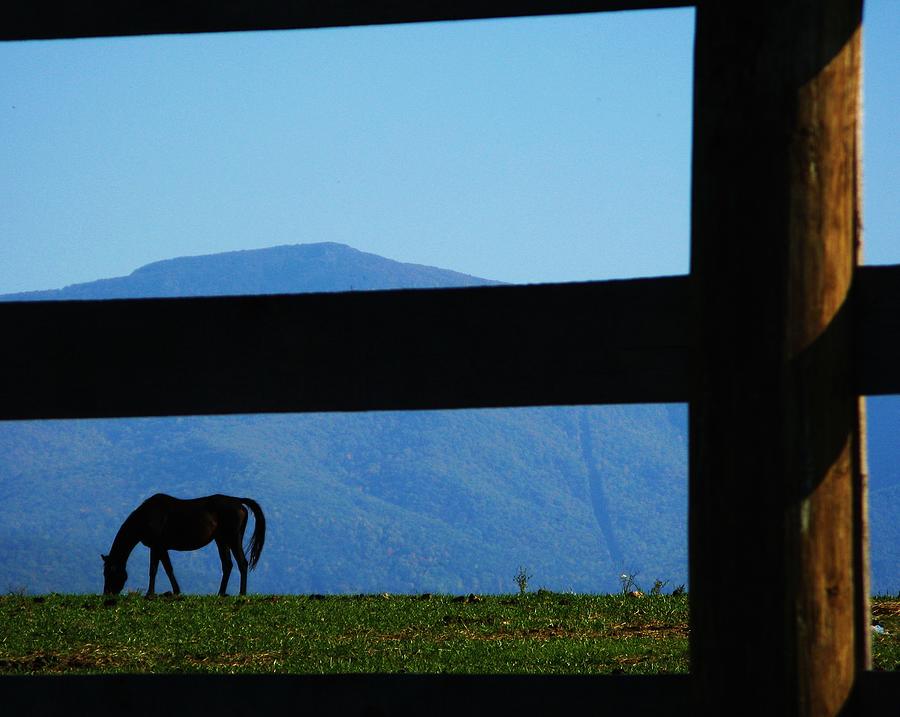 Blue Mountain Horse Photograph by Joyce Kimble Smith