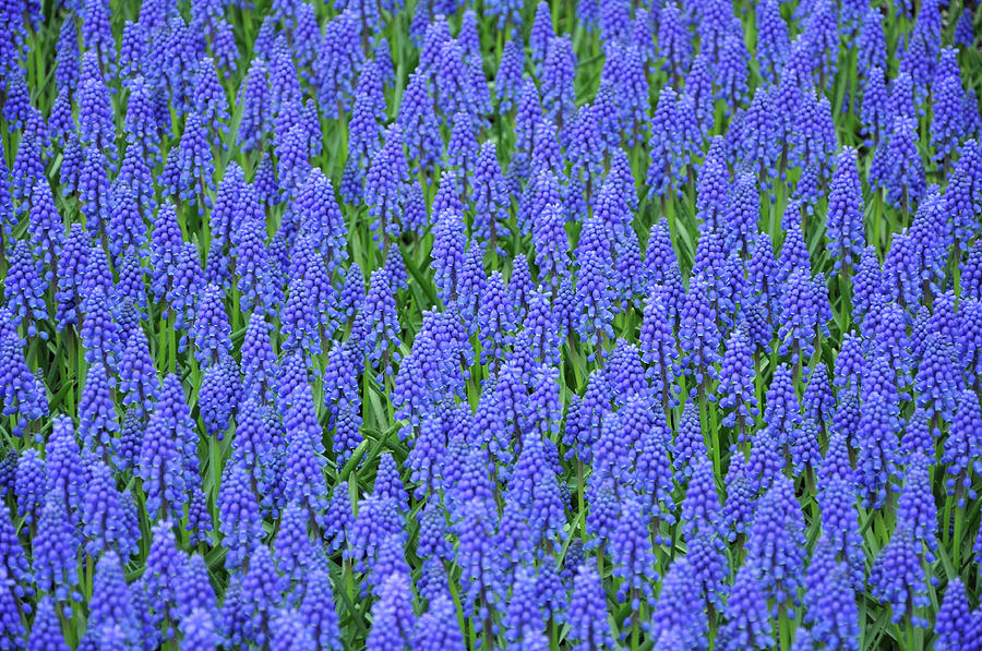 Flower Photograph - Blue muscari flowers by Ingrid Perlstrom