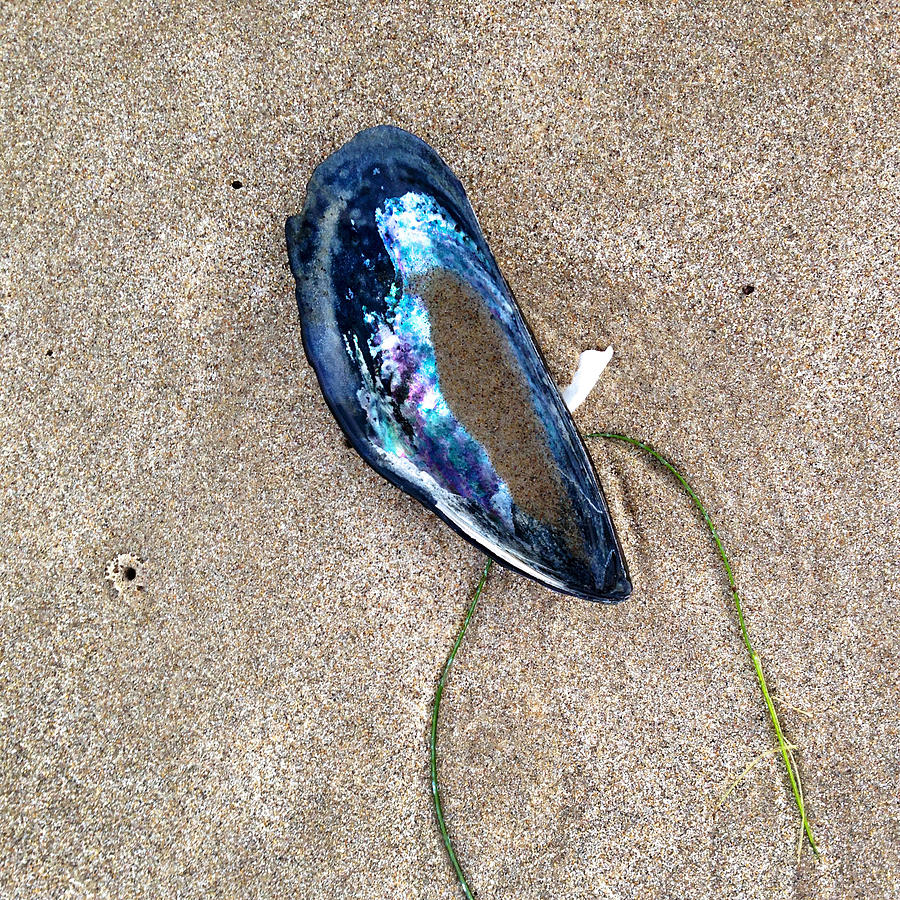 Blue Mussel Shell Photograph by Art Block Collections