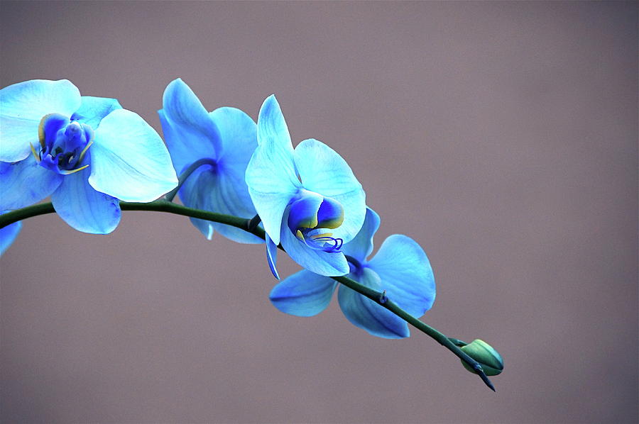 Blue Mystique Orchid Array Photograph by Byron Varvarigos