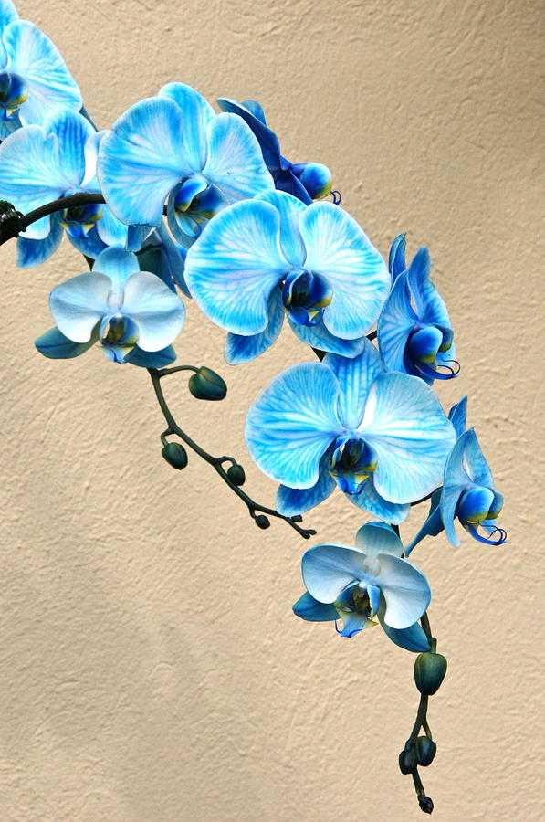 Blue Mystique Orchid Photograph by Byron Varvarigos