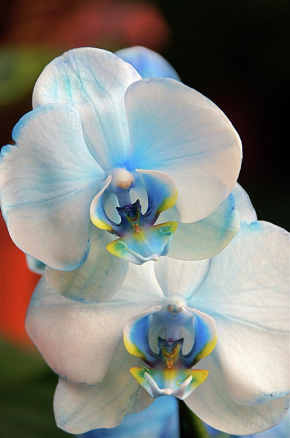 Blue Mystique Orchids Photograph by Byron Varvarigos