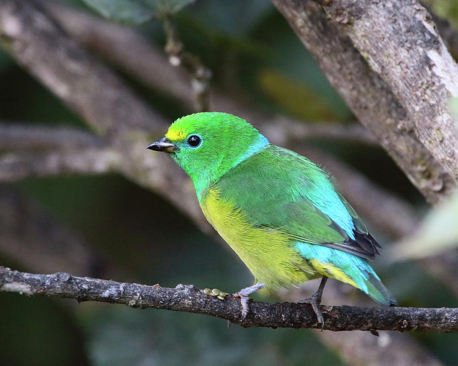 Blue-naped Chlorophonia Photograph by Bruce J Robinson