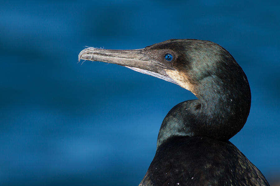 Blue Photograph - Blue by Nathaniel Kidd Blue Photograph - Blue by Nathaniel Kidd