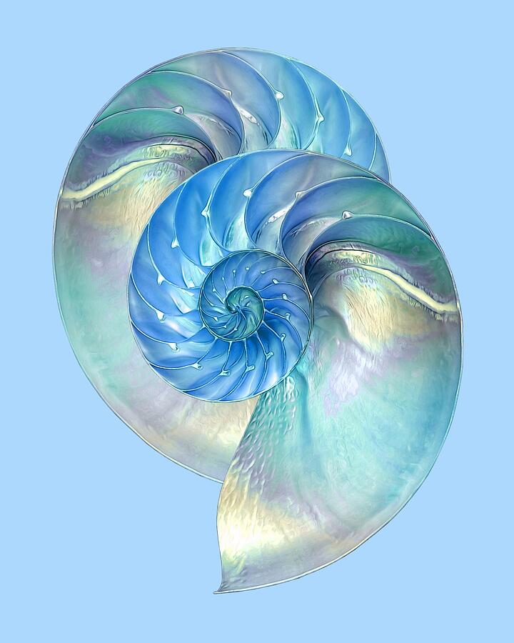 Nautilus Shell Photograph - Blue Nautilus Pair by Gill Billington
