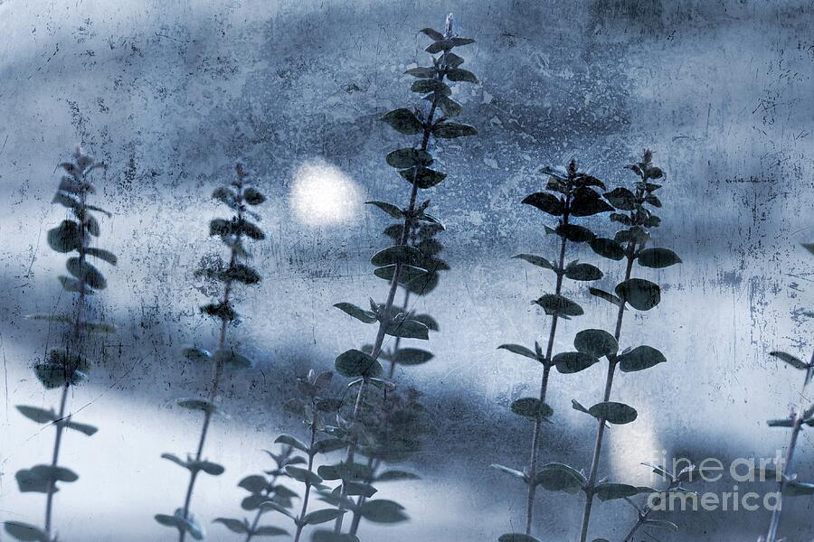 Blue Night Botanical Photograph by Patricia Strand