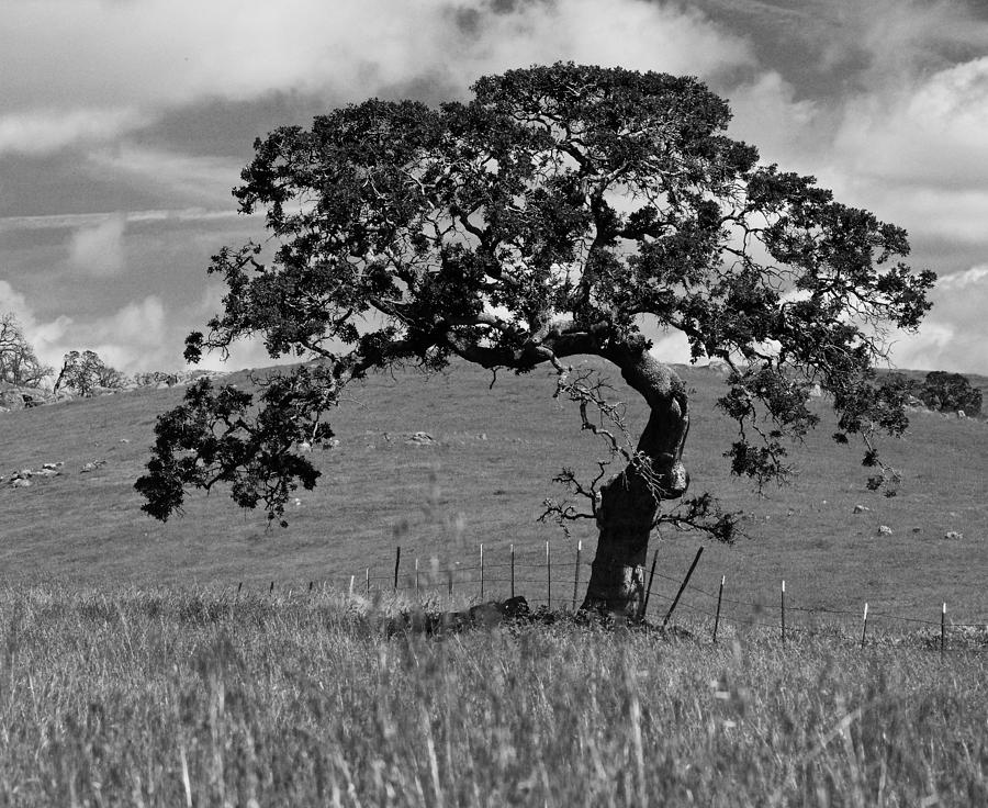 Blue Oak Photograph By Eric Tressler Fine Art America