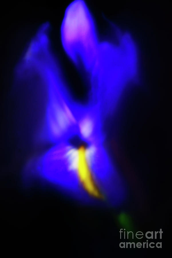 Flower Photograph - BLUE of IRIS FLOWER. by Alexander Vinogradov