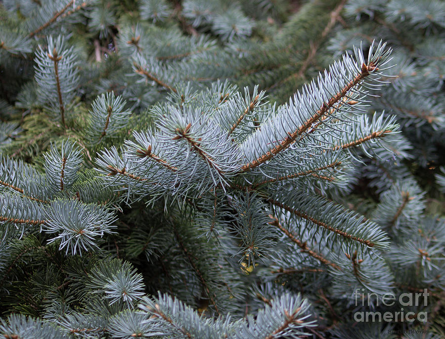 Blue of Spruce Photograph by Roberta Byram