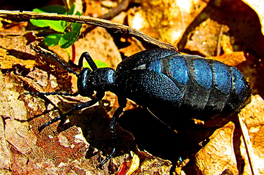Blue Oil Beetle Photograph by Joshua Bales