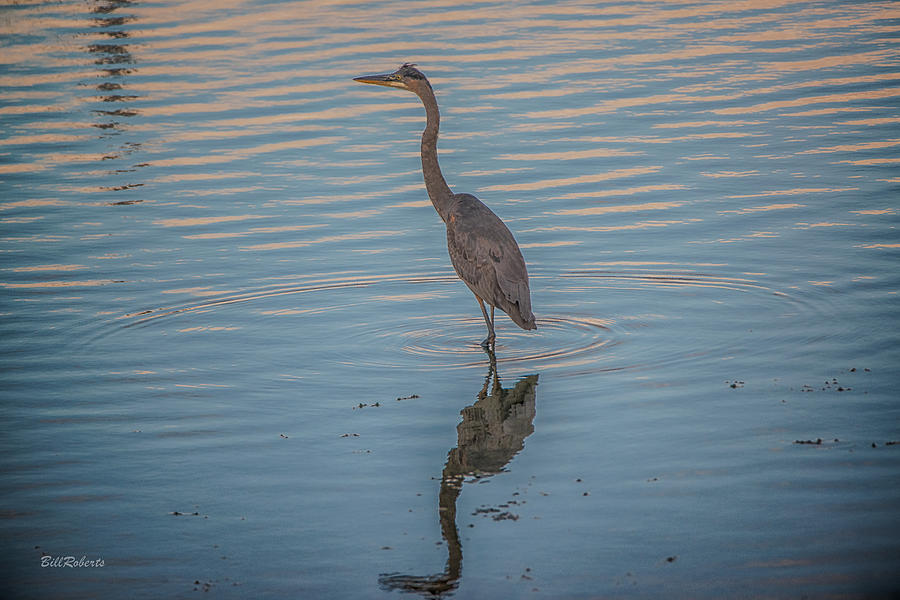 Blue On Blue Heron Photograph by Bill Roberts