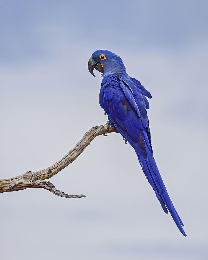 Macaw Photograph - Blue on Blue by Tony Beck
