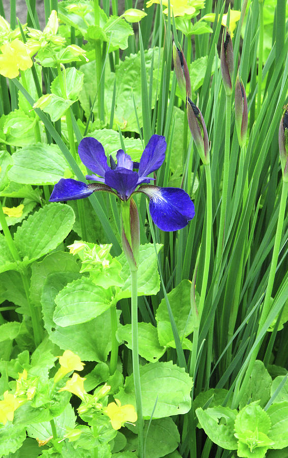 Flower Photograph - Blue On Green by Ian  MacDonald