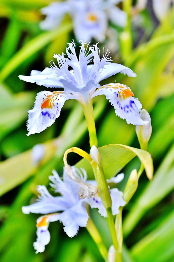 Emanating Light - Blue On White Iris Photograph by Kim Bemis