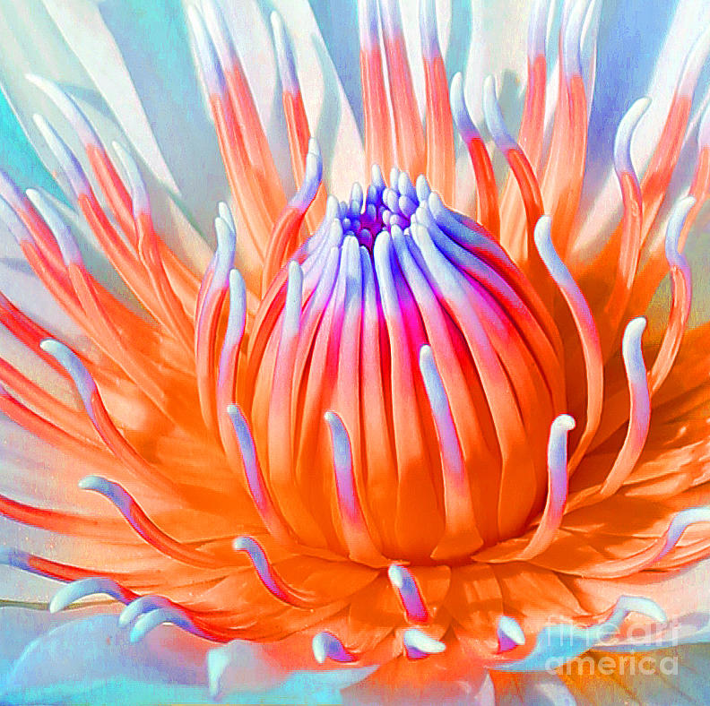 Blue Orange Lily Photograph by Jennifer Robin