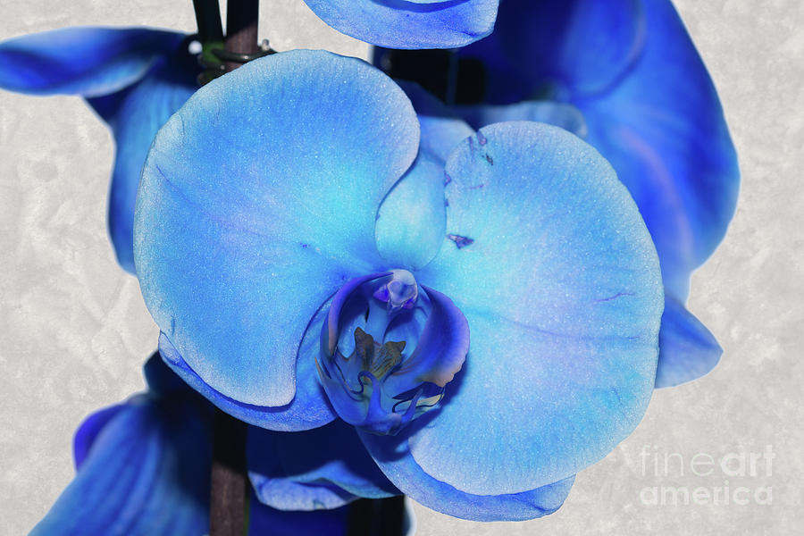 Blue Orchid 1 Photograph by Steve Purnell