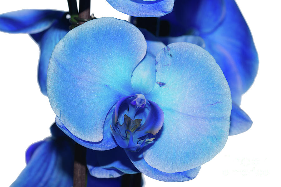 Blue Orchid 1 Texture Photograph by Steve Purnell