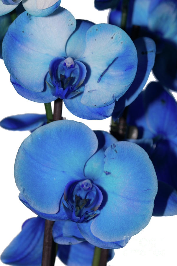 Blue Orchid 2 Photograph by Steve Purnell