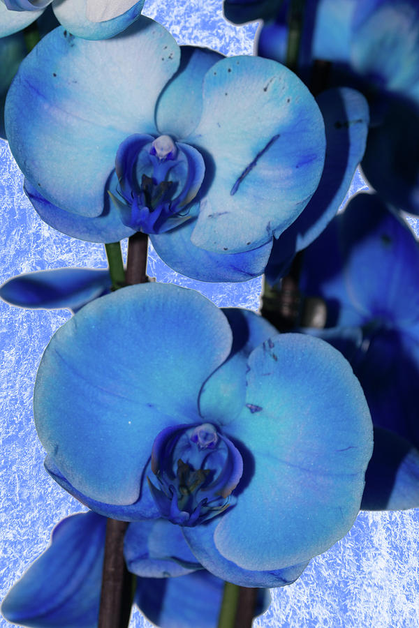Blue Orchid 2 Texture Photograph by Steve Purnell