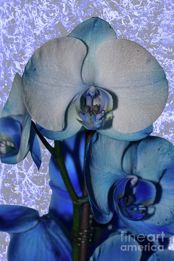  Blue Orchid 3 Texture Photograph by Steve Purnell