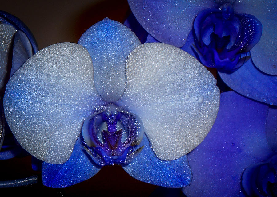 Flower Photograph - Blue Orchid And Rain Drops by Amy Anderson