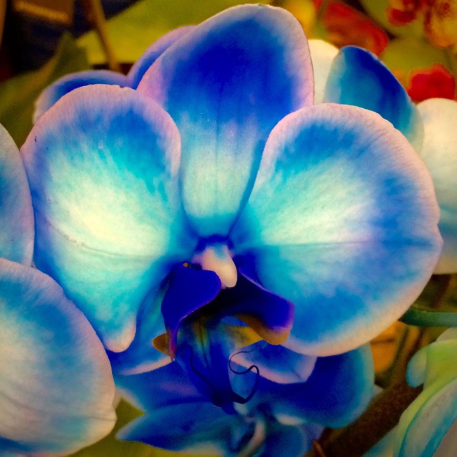 Blue Orchid Photograph by Barbara Zahno - Fine Art America