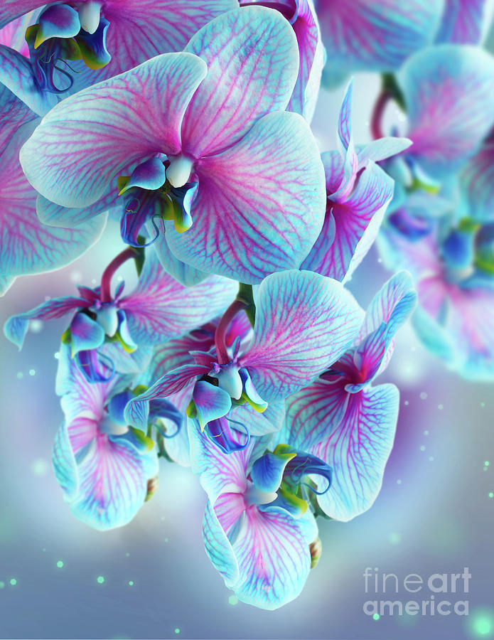Blue Orchid Branch Photograph by Anastasy Yarmolovich