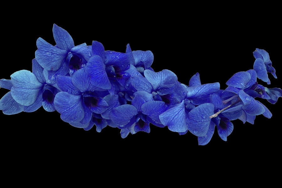 Blue Orchid Dance Black Photograph