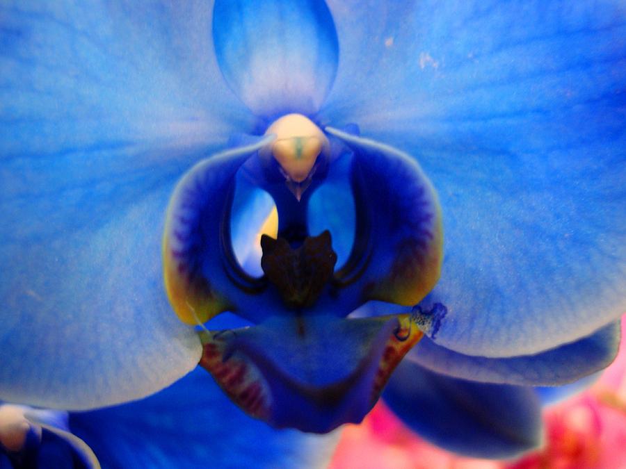 Blue Orchid Heart Photograph by Michiale Schneider