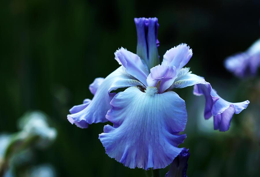 Blue Orchid Iris Photograph by Debbie Oppermann