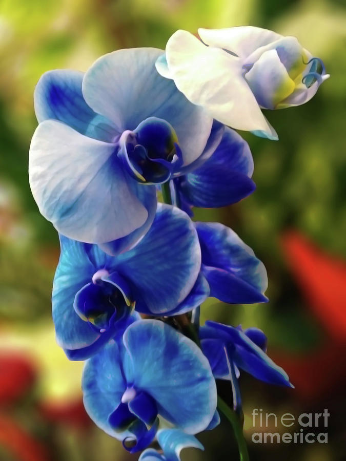 Blue Orchid Digital Art by Jasna Dragun