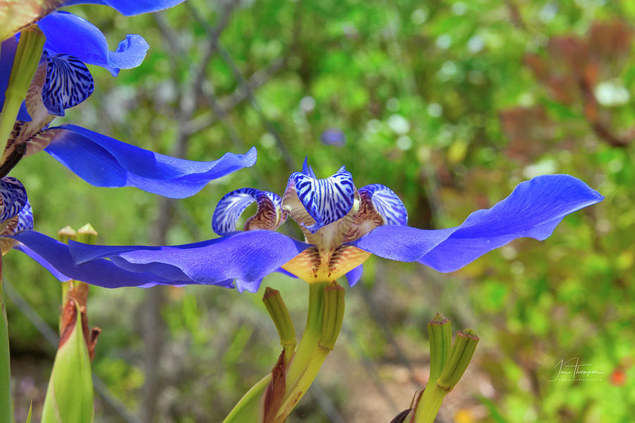 Blue Iris Photograph by Jim Thompson
