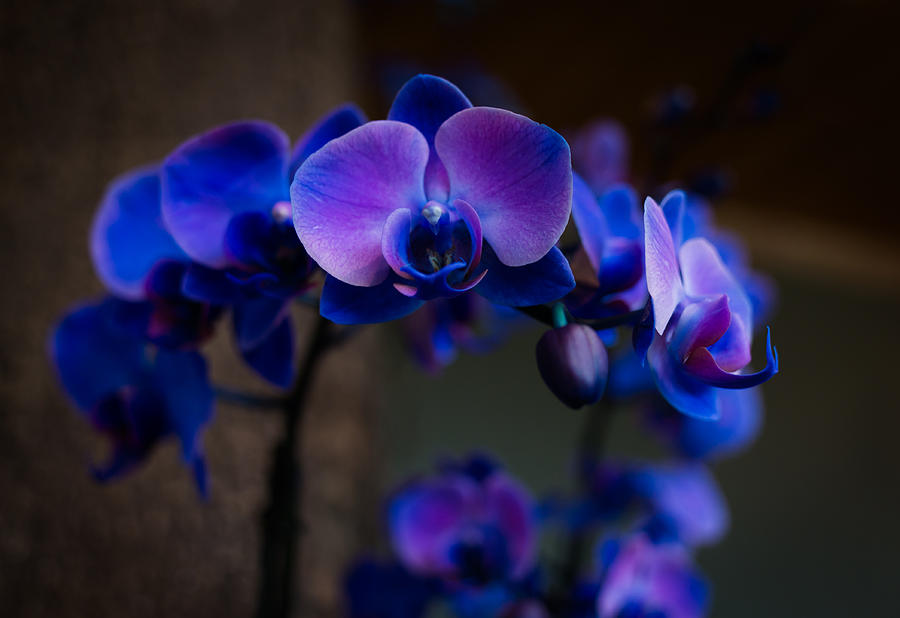 Blue Orchid Photograph by Kathleen Scanlan