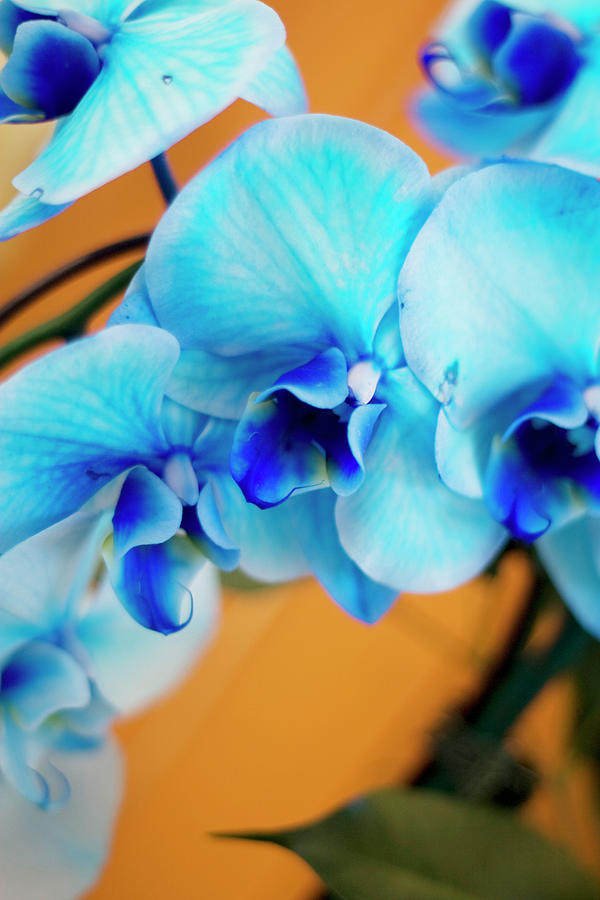 Blue Orchid Photograph by Kim Fryars | Fine Art America