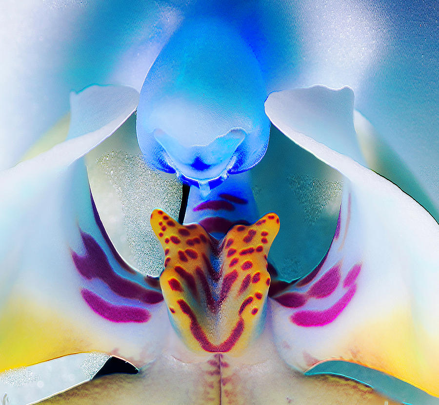 Blue Orchid Macro Photograph by Lowell Monke