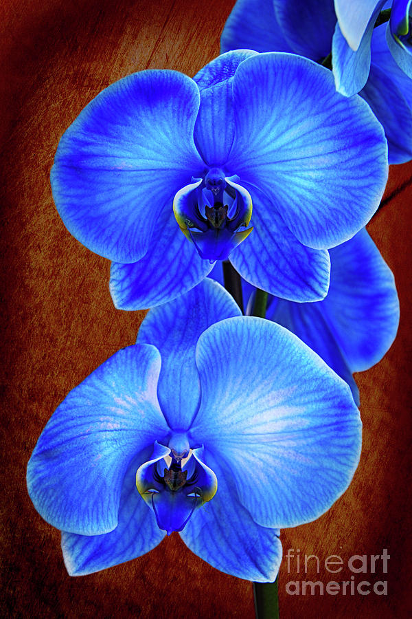 Blue Orchid Photograph by Kasia Bitner