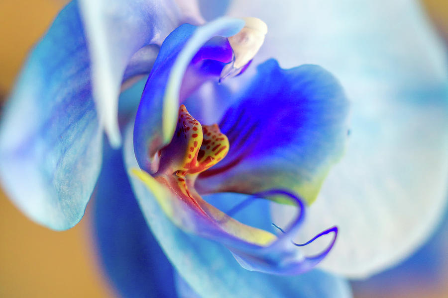 Orchid Photograph - Blue Orchid by Stelios Kleanthous