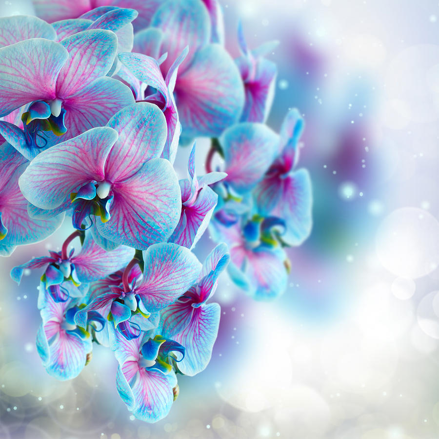 Orchid Photograph - Blue  Orchids by Anastasy Yarmolovich