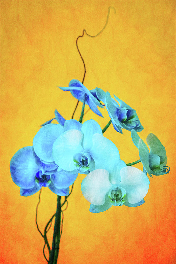 Blue Orchids Photograph by Duane Miller