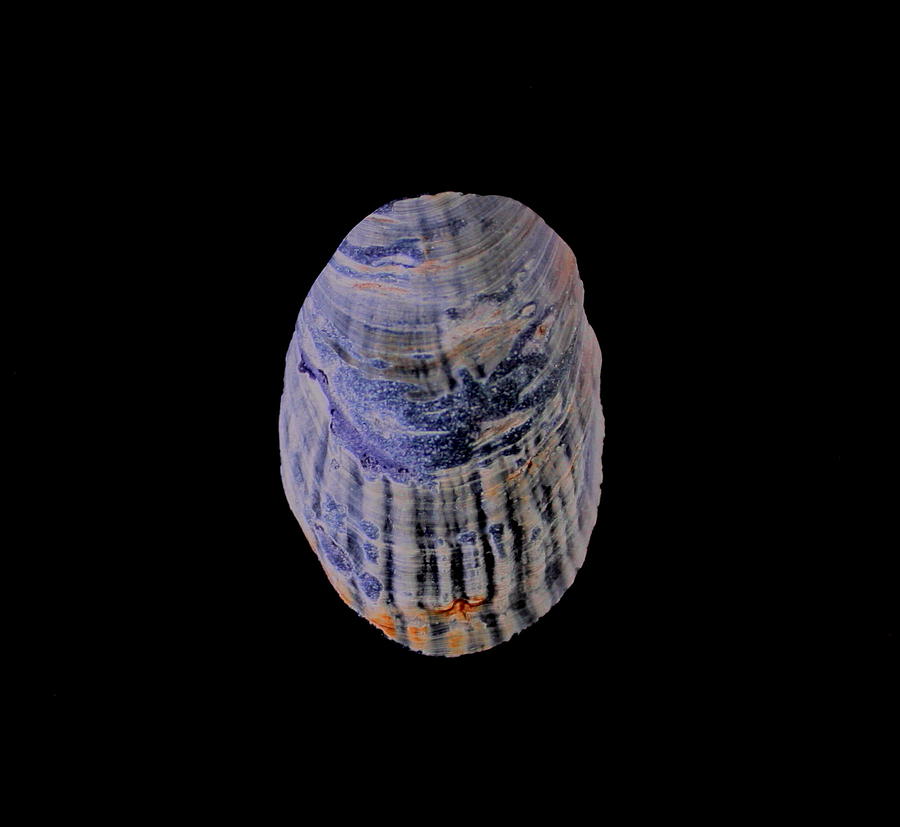 Blue Pacific Mussel Shell Photograph by Larry Bacon