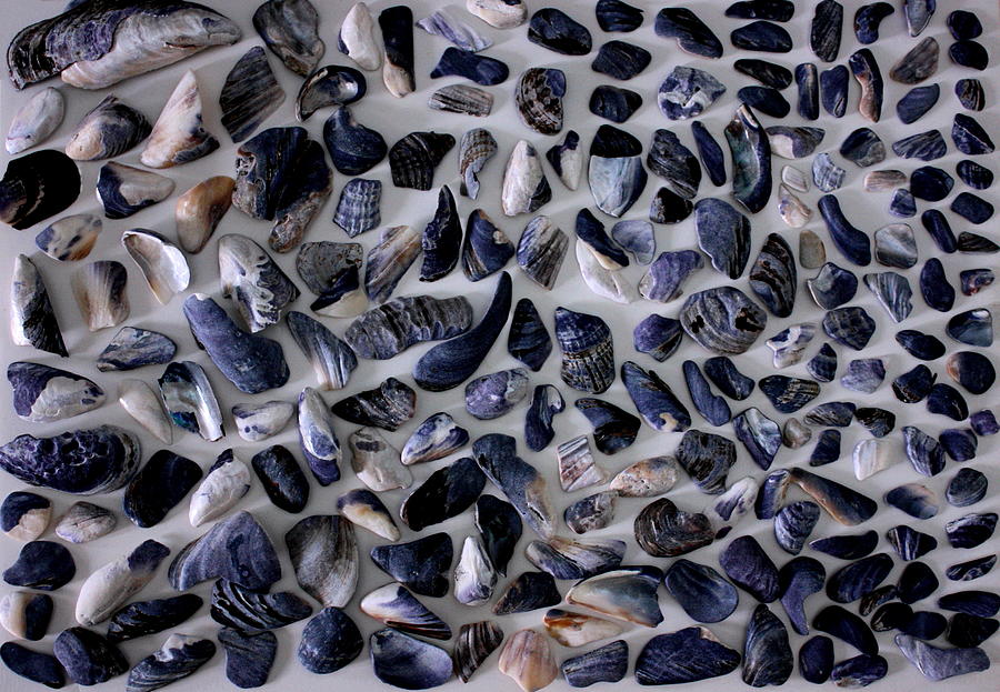 Blue Pacific Mussel Shells Photograph by Larry Bacon