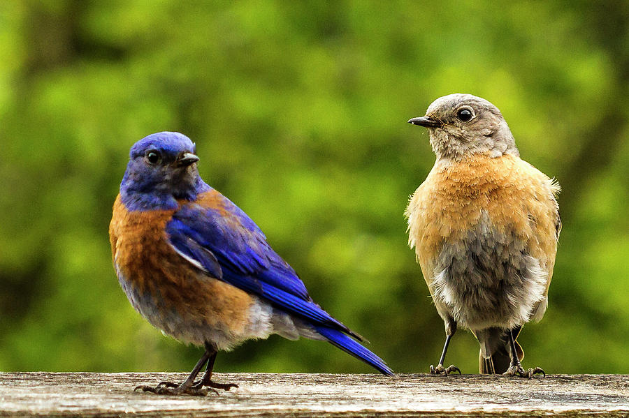 Bluebird Pair #1 Photograph by Jean Noren
