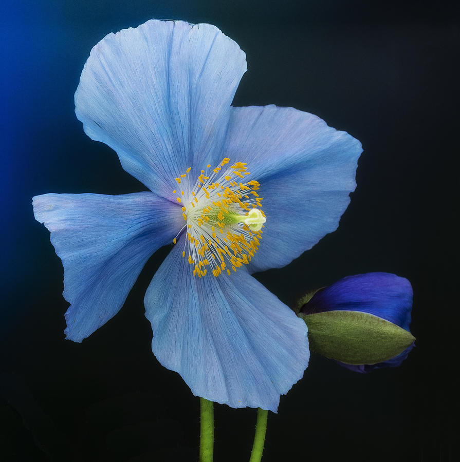 Blue Palette Poppy Photograph by Denise Saldana