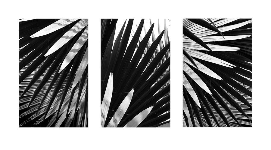 Blue Palma Triptych Photograph by John Bartosik