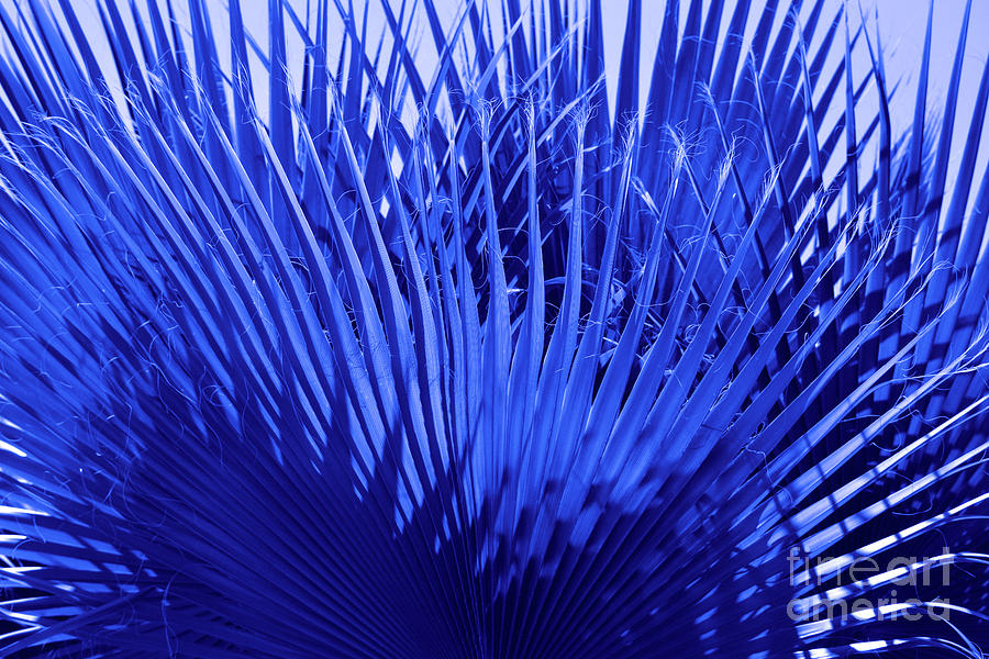 Blue Palms Photograph by Leah McPhail