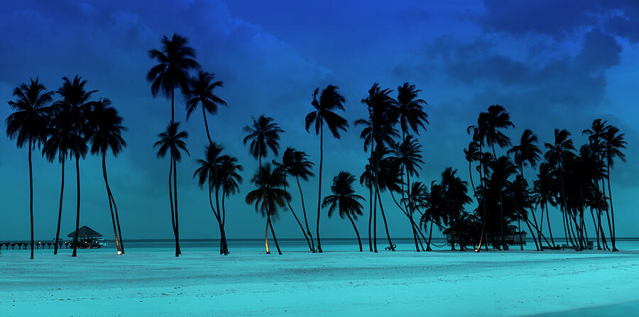 Blue Palms Photograph by Sean Davey