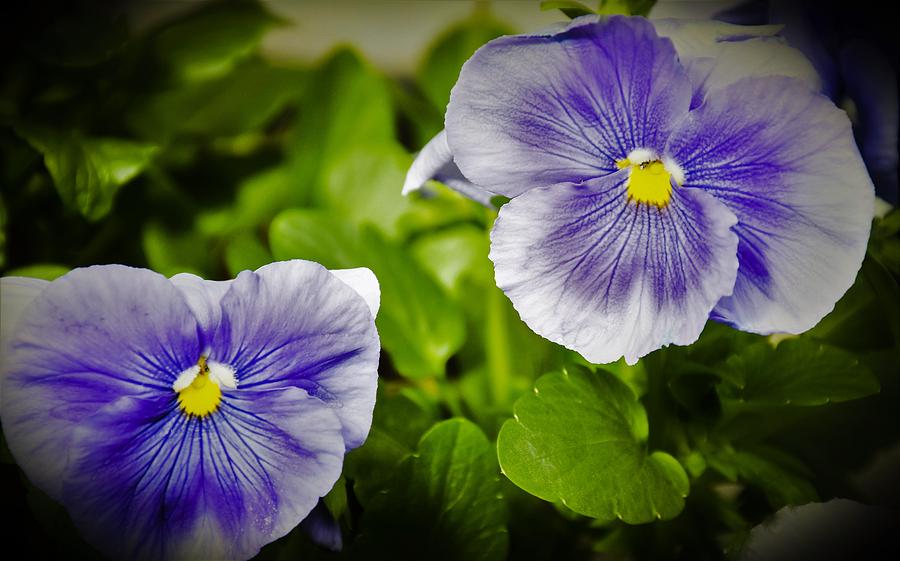 Nature Photograph - Blue Pansies II by Tom Horsch Photography