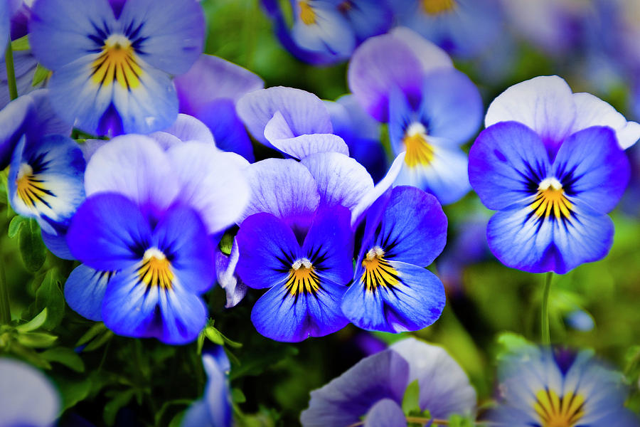 Dallas Photograph - Blue Pansies by Tamyra Ayles
