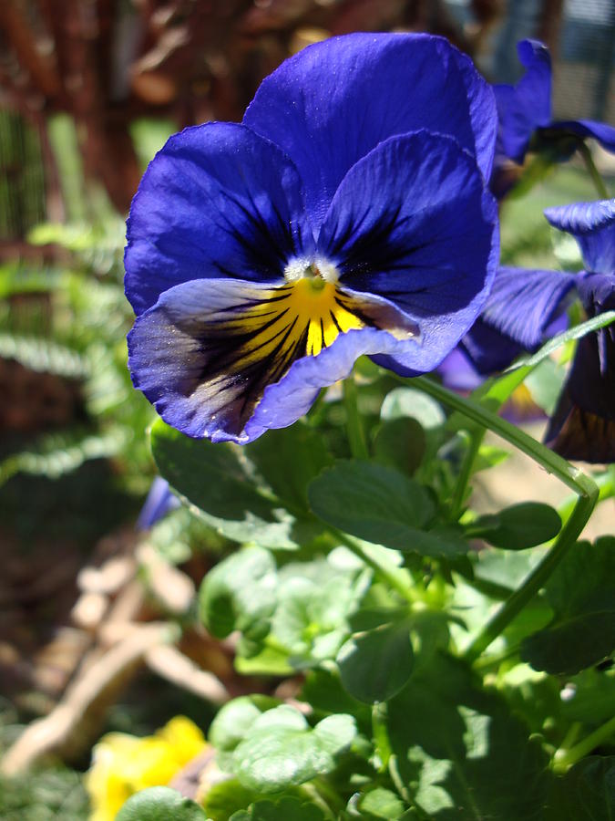Blue Pansy Photograph by Michiale Schneider