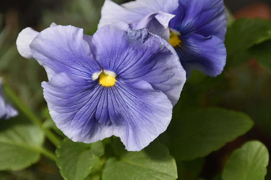 Nature Photograph - Blue Pansy Solo by Tom Horsch Photography